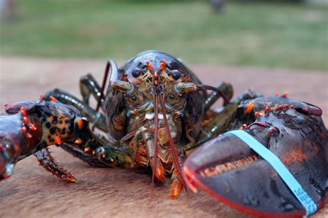 Baby lobster numbers remain below average off New England - Boston News ...