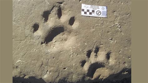 Descubren Huellas De Un Tigre Dientes De Sable De 30 Mil Años De