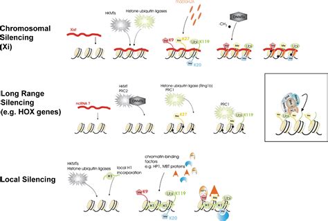 Facultative Heterochromatin Is There A Distinctive Molecular Signature