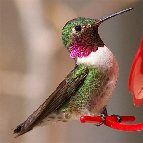 Broad Tailed Hummingbird Hummingbird Pictures Hummingbird Pet Birds