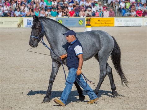 horse color white patterns roan  equinest