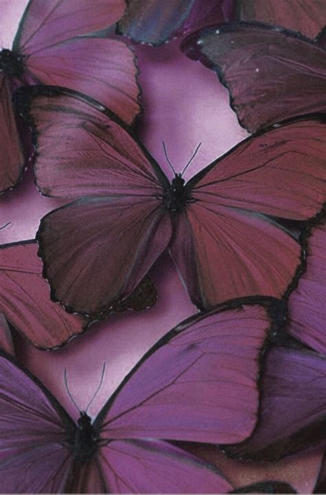 25 Outstanding Wallpaper Aesthetic Butterfly You Can Get It For Free Aesthetic Arena