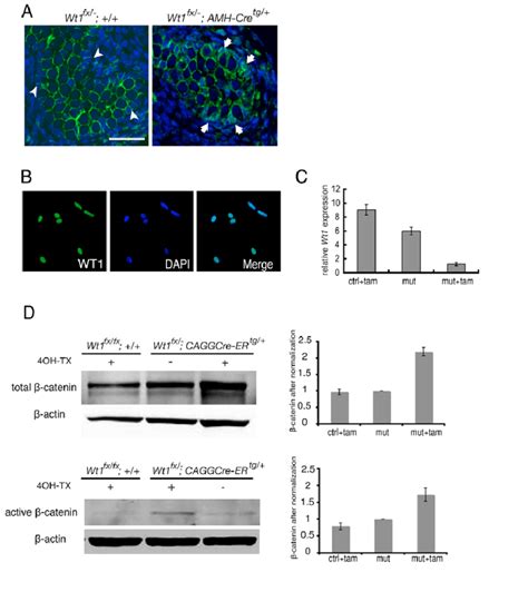 Upregulation Of β Catenin After Wt1 Deletion In Sertoli Cells A