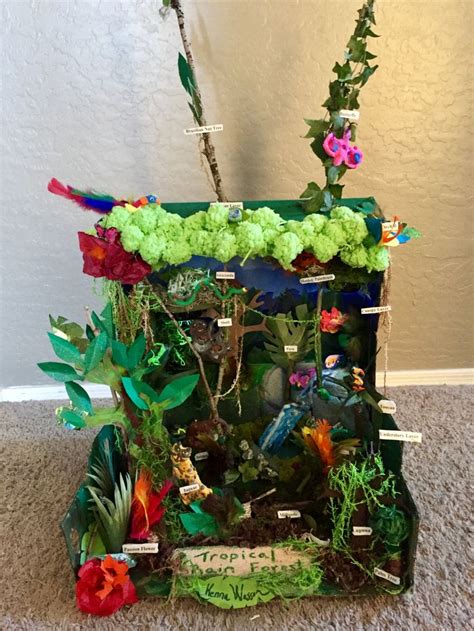 Pin By Kenna Wasson On Rainforest Habitat Shoebox Project Rainforest