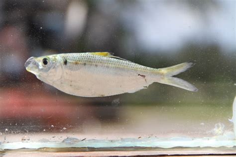 Atlantic Threadfin Herring A Field Guide To The Fishes Of Charlotte