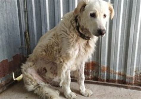 Cucciolo Di Cane Si Prende Cura Di Una Cerva Per Giorni