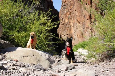 Exploring Big Bend, Texas With Dogs - GoPetFriendly