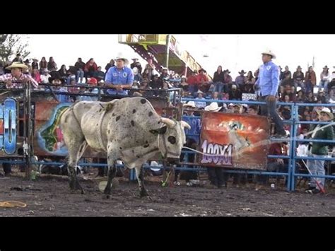 Toros De Estrellas Del Sur Vs Toros De H H Jaripeo En Santa Ana Maya