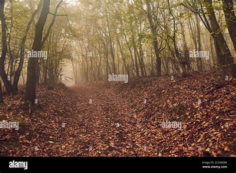 Forest detail with misty path Stock Photo - Alamy