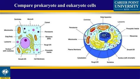 3 Ultrastructure Of Prokaryotes Ppt