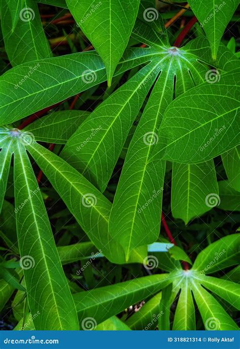 Cassava Leaves That Grow Thickly With Long Green Leaves Stock Photo