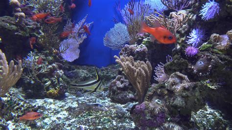 Aquarium Stock Video Footage for Free Download