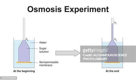 49 Osmosis Illustration High Res Illustrations Getty Images