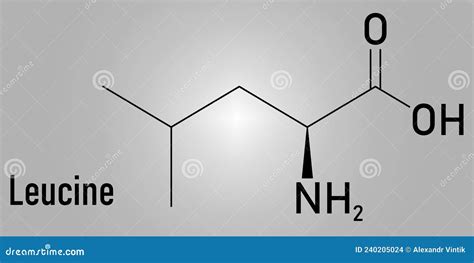 Leucine Or L Leucine Leu L Amino Acid Molecule Skeletal Formula