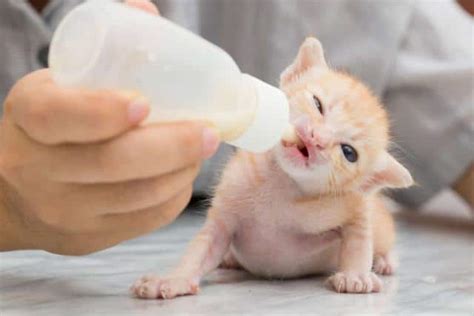 Soins Des Chatons Apr S La Naissance Alimentation Et Sevrage