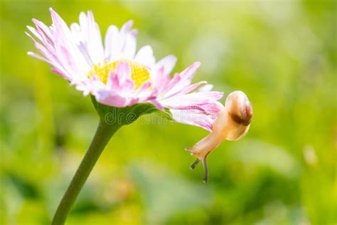 Snail in the garden stock image. Image of park, landscape - 100749529