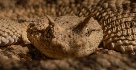 Horned Viper - A-Z Animals