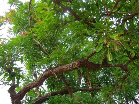 The nuts from the Shea Karite tree are harvested to produce beauty ...