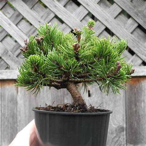 Valley Cushion Dwarf Mugo Pine | Miniature Garden Society