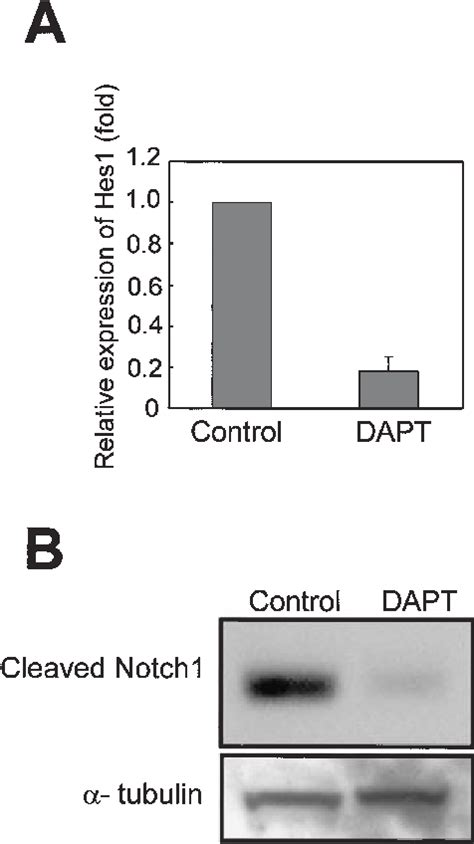 Inhibition Of Notch Signaling By DAPT A Quantification Of Hes1 MRNA By