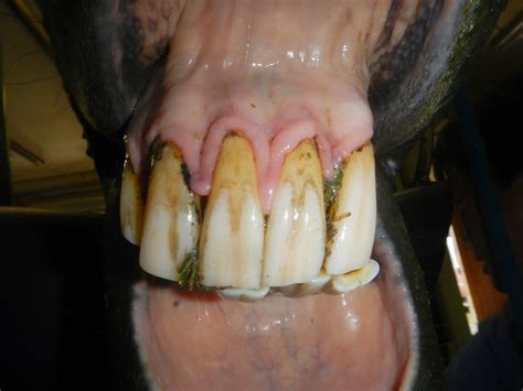 Equine Dentistry Equine Odontoclastic Tooth Resorption And