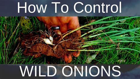 How To Get Rid Of Wild Onions Garlic Without Damaging Lawn Organically