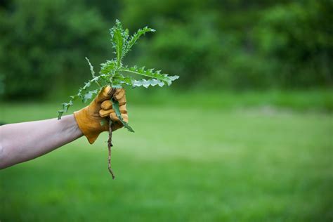 How Overgrown Vegetation Can Lead To A Pest Infestation