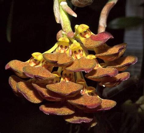 Bulbophyllum Spathulatum Florida Orchid House