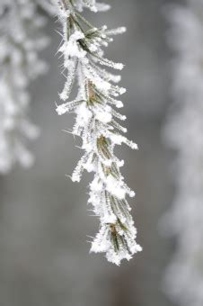 Free Images Nature Branch Snow Cold Leaf Flower Frost Ice