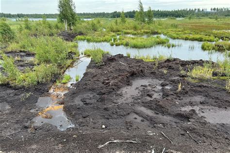 Study Finds Global Wetlands Losses Overestimated Despite High Losses In