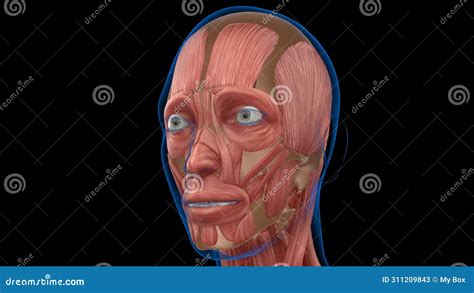 Human Female Muscle Anatomy For Medical Concept D Rendering Stock