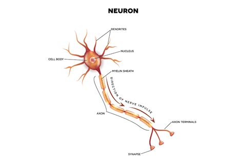 Structure Of Nerve Cell