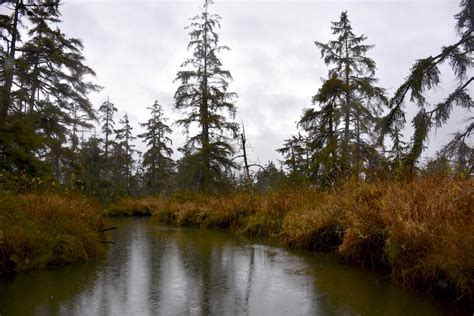 Tidal forests offer hope for salmon | Encyclopedia of Puget Sound