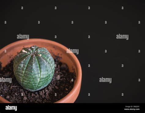 Euphorbia In Pot Hi Res Stock Photography And Images Alamy