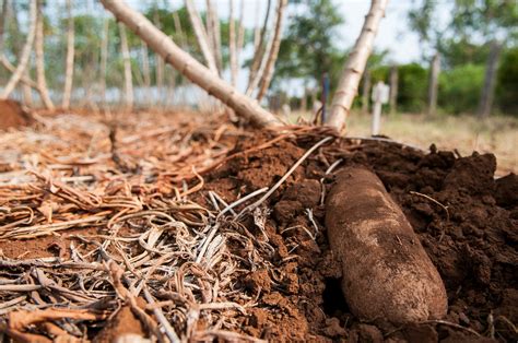 Kilifi Farmer Triples Cassava Yield Through Minisett Multiplication