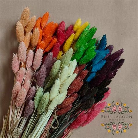 Jual 10pcs Dried Flower IMPORT Preserved Phalaris Bunga Kering Pastel