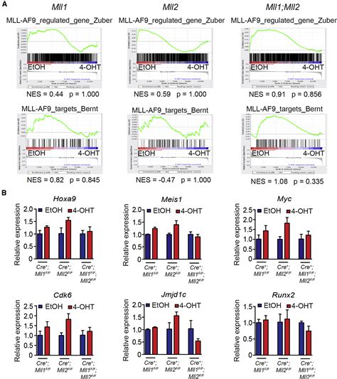 Mll2 Not Mll1 Plays A Major Role In Sustaining Mll Rearranged Acute Myeloid Leukemia Cancer Cell