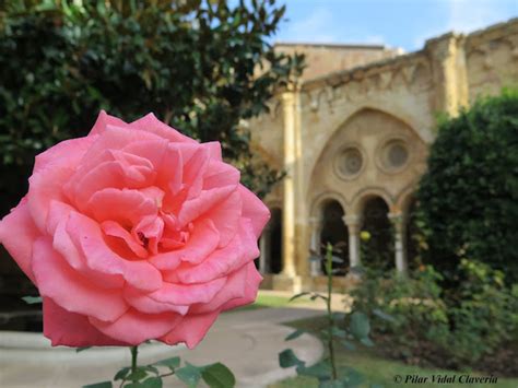 Sentir con Flores de Bach Pilar Vidal Clavería Rosas y reflexiones