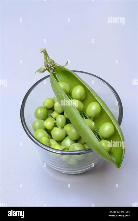 Fresh Green Peas In Shell And Pea Pod Pisum Sativum Stock Photo Alamy