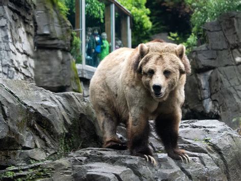 3 Grizzly Bears Arrive At Central Park Zoo After Years In The Bronx