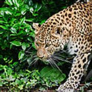 Beautiful Leopard Panthera Pardus Big Cat Amongst Foliage Photograph By