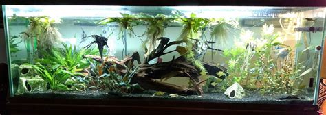 Questions about Angelfish tank needs - General Discussion - C.A.R.E.