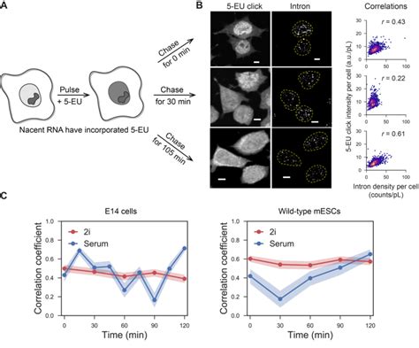 Single Cell Pulse Chase Experiments Reveal Fast Dynamics In Global