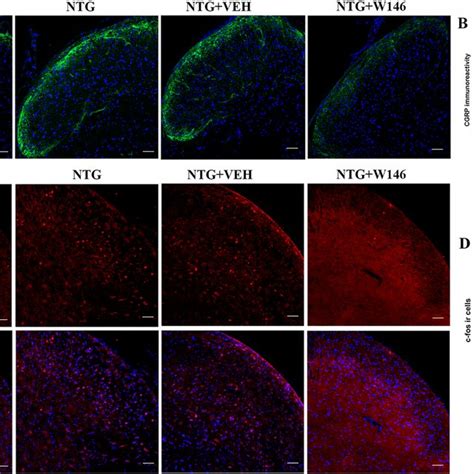 Blocking S Pr Signaling Reduced The Expression Of Cgrp And C Fos In