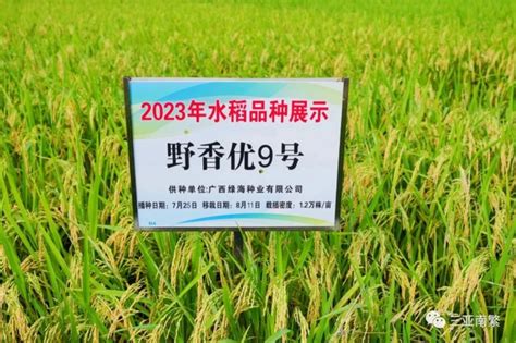 2023 年海南南繁水稻新品种展示观摩会举行 水稻品种基因型交易评估体系受关注 海知所