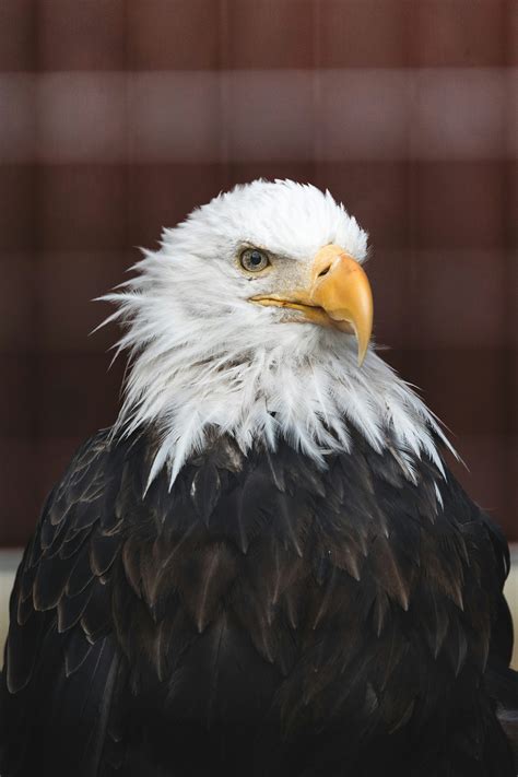 A bald eagle with white and black feathers photo – Free Animal Image on ...