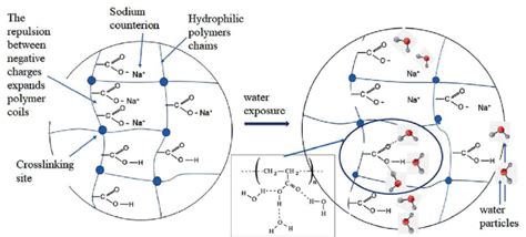 The Scheme Of The Structure Of A Superabsorbent Polymer Download