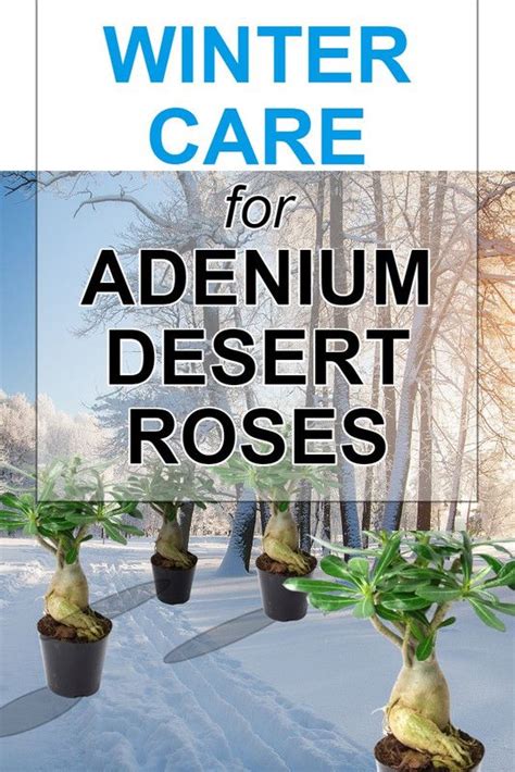 The Cover Of Winter Care For Adenum Desert Roses With Three Potted Plants