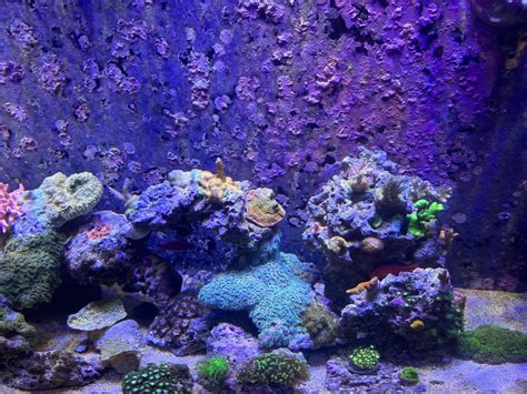 Build Thread Gallon Bowfront Reef Reef