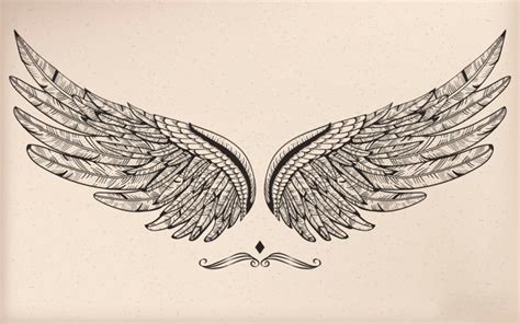 Hawk Wings Drawing at PaintingValley.com | Explore collection of Hawk Wings Drawing